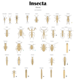 Все отряды насекомых Личинки v2.0.png