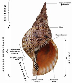Раковина в виде башенки у моллюсков