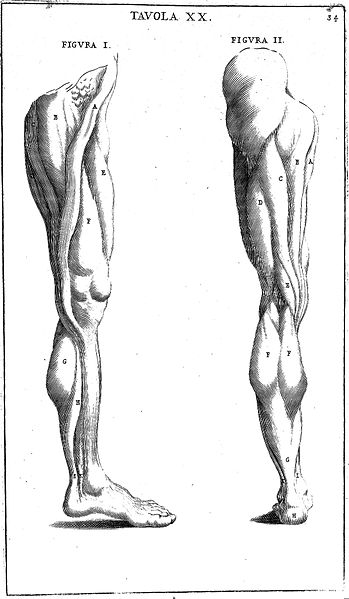 File:"Anatomia per uso...del disegno...", B. Genga, 1691 Wellcome L0009701.jpg