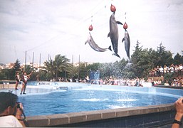 Spectacle de dauphins, en 1998.