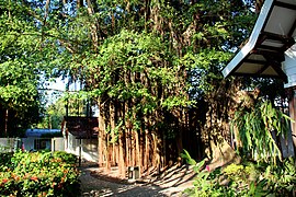 Árbol en el traspatio de Casa Natal de Gabriel García Márquez.