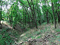 Байрачний ліс у балці Довжик.jpg