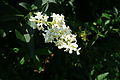 Flowers; Sedovo, Ukraine