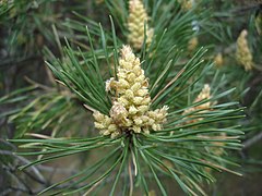 Close-up of a Scots Pine (Pinus sylvestris) pollen cone.