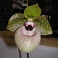 Paphiopedilum × fanaticum