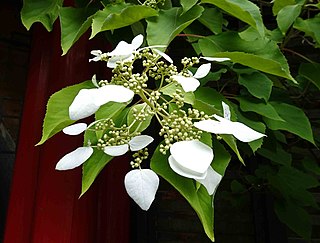 <i>Hydrangea hydrangeoides</i> Species of plant in the genus Hydrangea