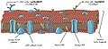 0303 Lipid Bilayer With Various Components-ar.jpg