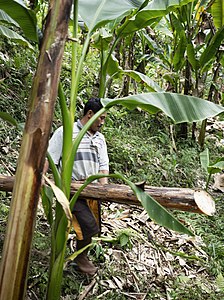 2. Abacá plants are harvested by “topping”, cutting the leaves with a bamboo sickle, cutting or “tumbling” the stalks. The leaves are compost on the ground, creating a fertiliser.
