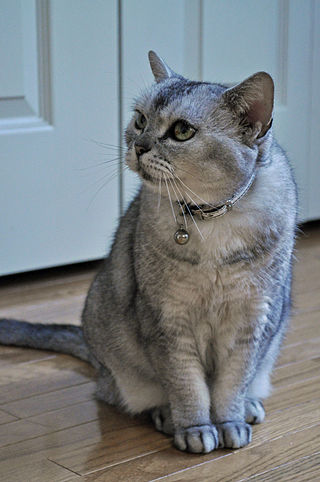 <span class="mw-page-title-main">American Shorthair</span> Breed of cat