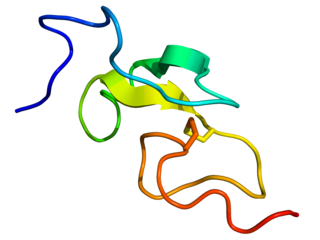 Epidermal growth factor Protein that stimulates cell division and differentiation