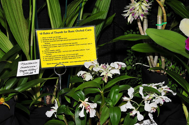 File:2010 Pacific Orchid Expo 09.jpg