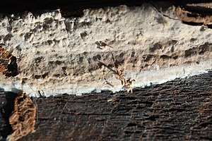 Ocher-colored star set mushroom (Asterostroma cervicolor)