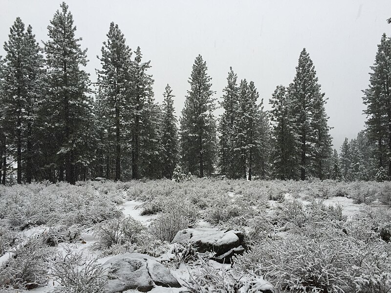 File:2015-11-02 07 26 16 Pine trees covered in snow along the Truckee River Legacy Trail at Truckee River Regional Park in Truckee, California.jpg