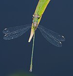 Chalcolestes viridis – Oberseite