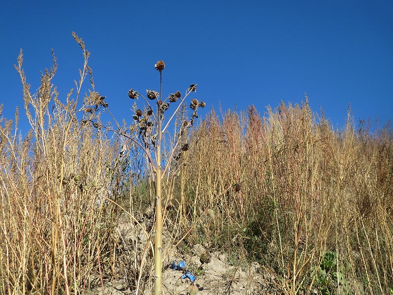 File:20161005Chenopodium album1.jpg