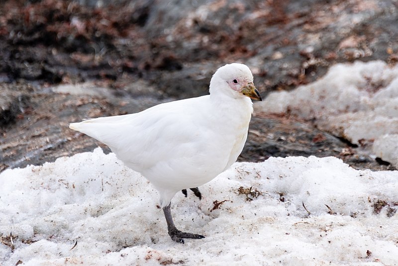 File:2019-03-06 207 Snowy sheathbill (Chionis albus), Paradise Bay, Antarctica.jpg