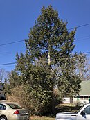 2019-03-19 11 30 23 Eastern Hemlock on Meridan Avenue in Ewing Township, Mercer County, New Jersey.jpg