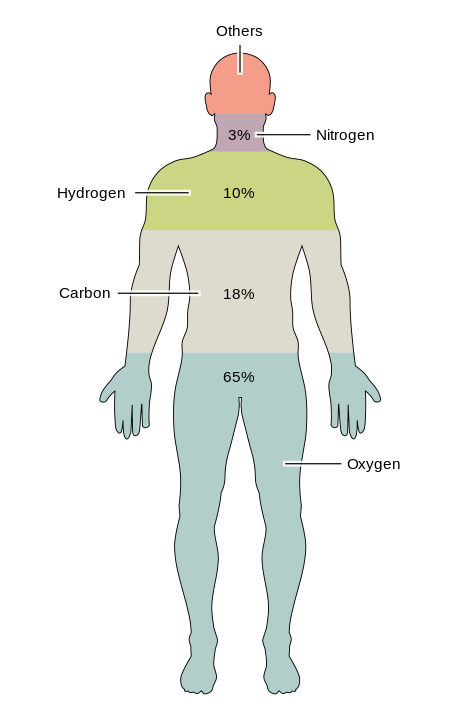 450px-201_Elements_of_the_Human_Body.02.svg.png