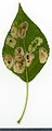 * Nomination Populus. Leaf adaxial side. --Knopik-som 04:44, 23 July 2021 (UTC) * Promotion  Support Good quality. --George Chernilevsky 05:20, 23 July 2021 (UTC)