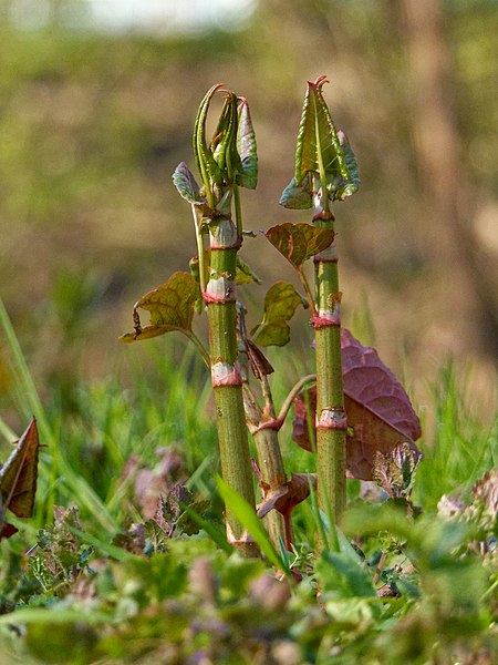 File:2021-04-21 10-11-54 Reynoutria-japonica.jpg