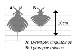 Lyrarapax