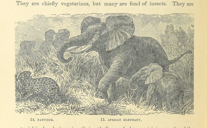 File:208 of 'The World's Inhabitants; or, Mankind, animals & plants ... With ... illustrations, etc' (11293254053).jpg