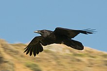 Common raven of North America (Corvus corax principalis) in flight 3782 Common Raven in flight.jpg