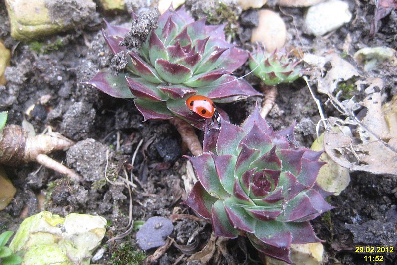 File:7-spot ladybird (BG) (6813115752).jpg