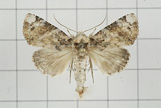 <i>Beana terminigera</i> Species of moth