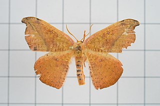 <i>Oreta loochooana</i> Species of hook-tip moth