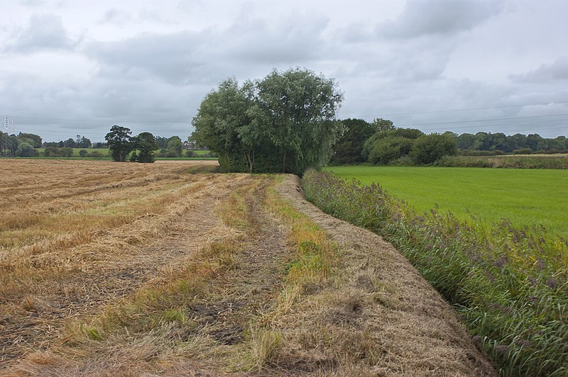 File:A field boundary and drainage ditch off Haunders Lane - geograph.org.uk - 3655272.jpg