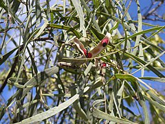 Description de l'image Acacia salicina pod.jpg.