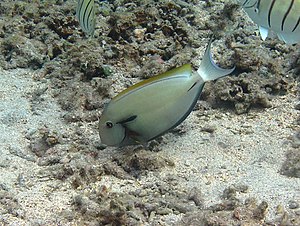 Acanthurus nigricauda