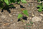 Thumbnail for File:Acer rubrum seedling 001.JPG