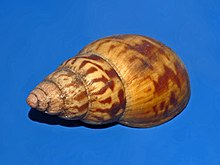 Achatinidae - Achatina tincta.jpg