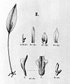 Acianthera miqueliana (as syn. Pleurothallis longisepala) plate 116, fig II in: Alfred Cogniaux: Flora Brasiliensis vol. 3 pt. 4 (1893-1896) (Detail)