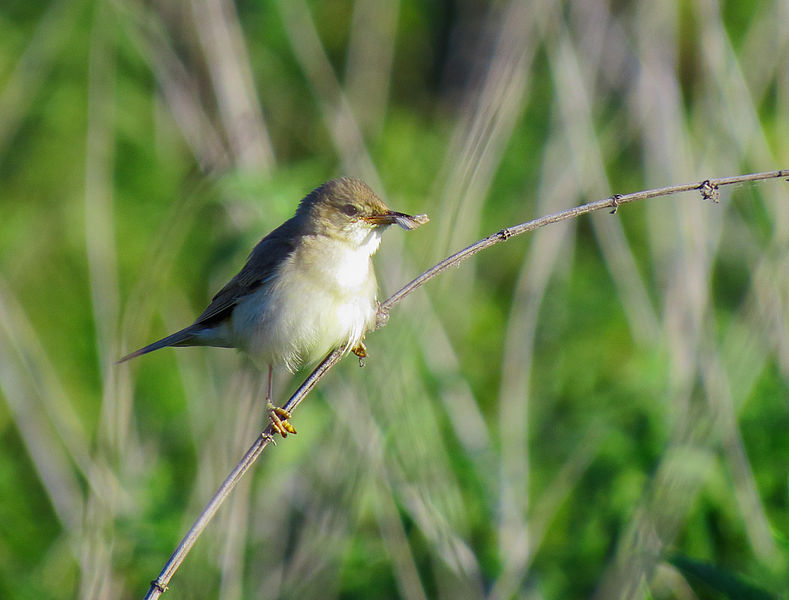 File:Acrocephalus palustris Irpin3.JPG