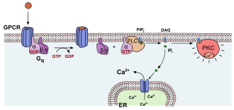 Activation protein kinase C Activation protein kinase C.svg