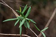 Adaxial leaf surface of P. bicolor Adaxial leaf surface.jpg