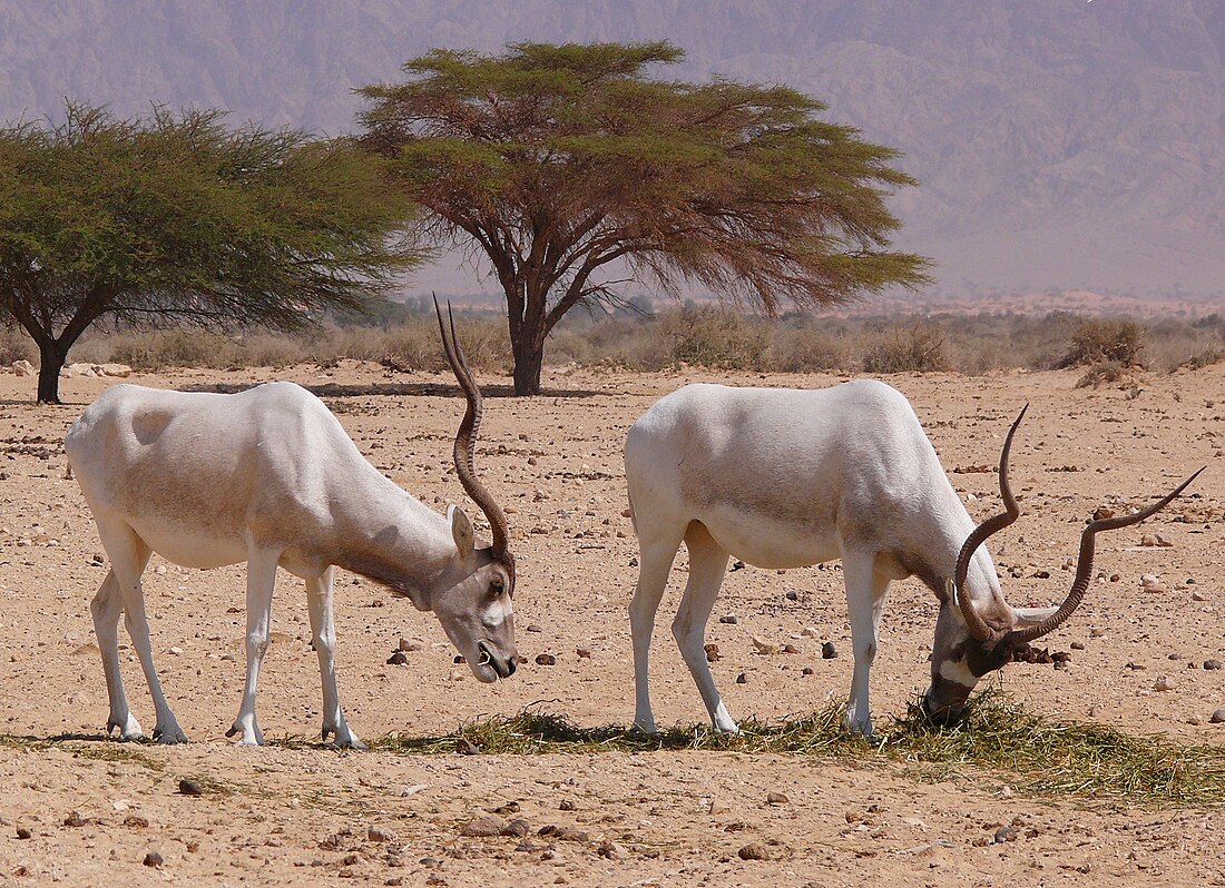 Mendesantilope