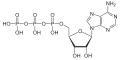 Adenosintriphosphat protoniert.svg