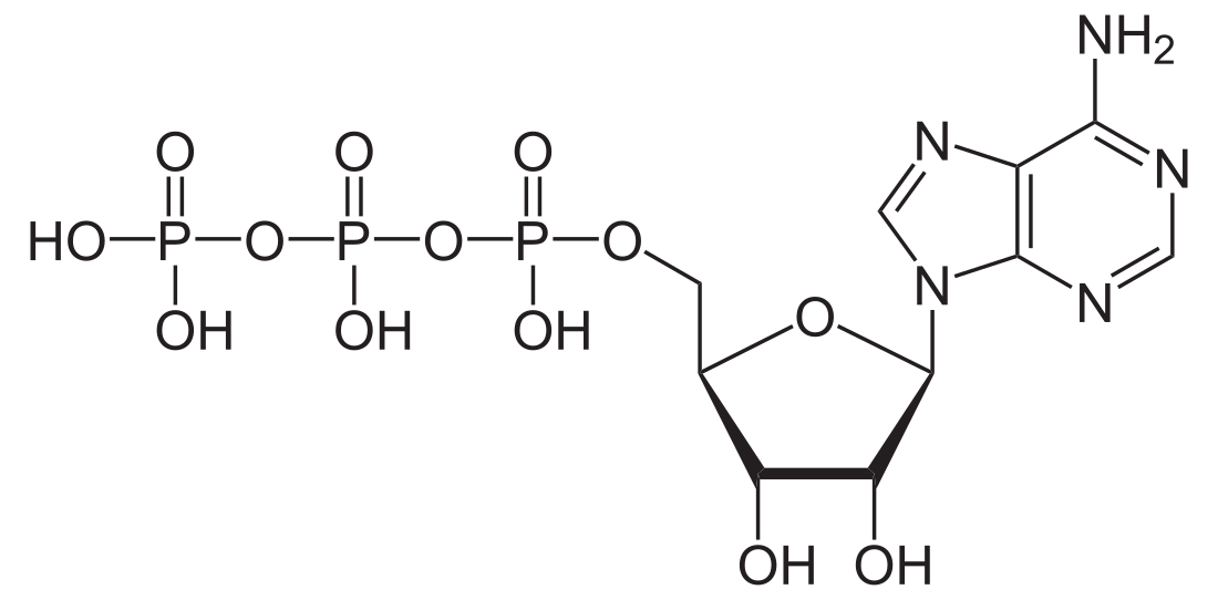 Adenosinum triphosphoricum