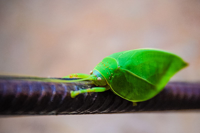 File:African Katydid-2.jpg