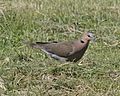 African Mourning Dove (Streptopelia decipiens) on grass.jpg