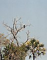 African fish eagle. Crop further?