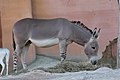 Afrikanischer Esel (Equus asinus), Zoo Hannover.jpg