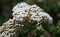 Ageratina anisochroma