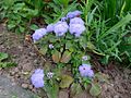 Ageratum houstonianum (ru:Агератум Гаустона, агератум мексиканский, или долгоцветка) (en:Flossflower, bluemink, blueweed, pussy foot, or Mexican paintbrush) (de:Gewöhnlicher Leberbalsam) (lv:-)