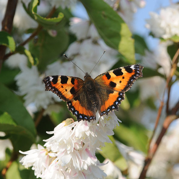 File:Aglais urticae (2).jpg