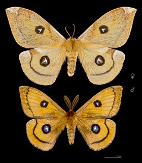 <i>Aglia tau</i> Species of moth